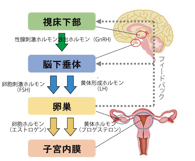 AMHが低くても安心 - 個別支援プラン