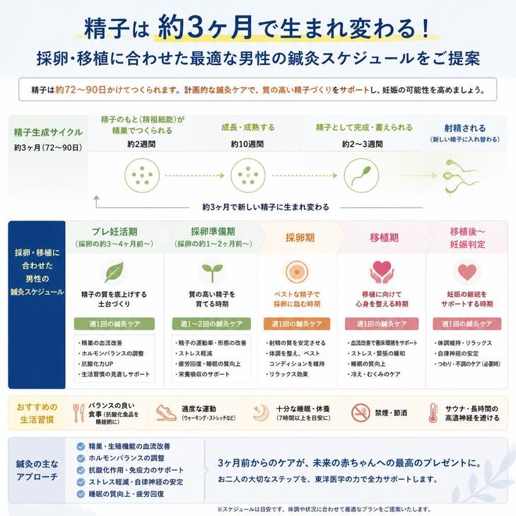 精子は約3ヶ月で生まれ変わる！採卵・移植に合わせた最適な男性の鍼灸スケジュールをご提案