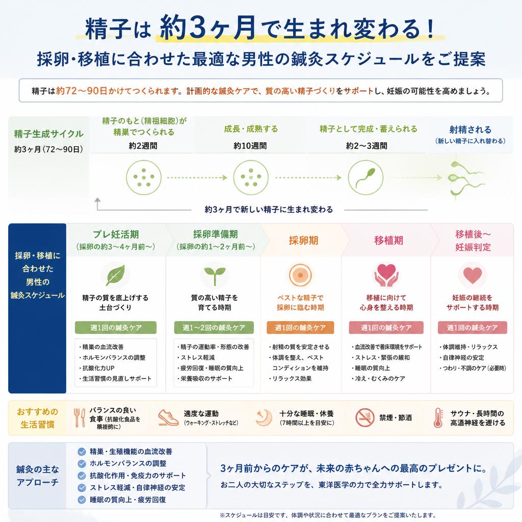 精子は約3ヶ月で生まれ変わる！採卵・移植に合わせた最適な男性の鍼灸スケジュールをご提案